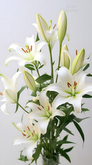 Fototapeta premium Elegant White Lilies: A Portrait of Grace and Beauty in Bloom