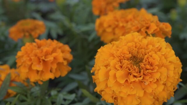 decorative orange marigold (Calendula) on the flowerbed. macro
