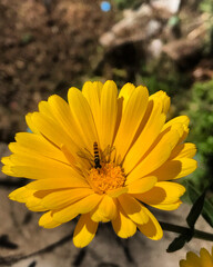 yellow flower in the garden