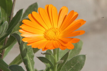orange gerber daisy