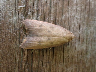 Ruddy Streak moth (Tachystola acroxantha)