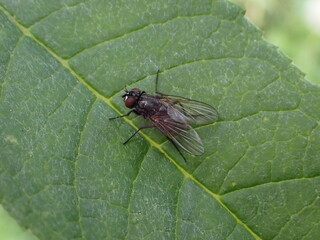 Close-up of a fly on a leaf