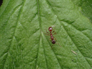 An ant walking across a green leaf