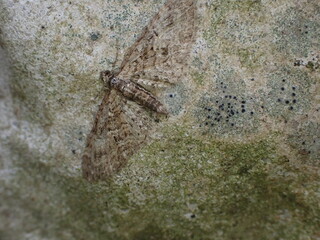 A Pug Moth camouflaged against brick