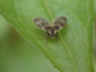 Close-up of a Drain Fly or Moth Fly (Psychodidae)