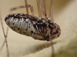 Closeup of a harvestman, Platybunus pinetorum