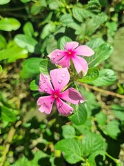 Flores rosa com gotículas de chuva