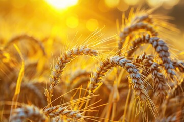 Fototapeta premium Harvest Wheat. Golden Ears of Wheat in a Sunset Field Background