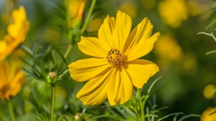 Obraz premium Yellow flower grows in field.
