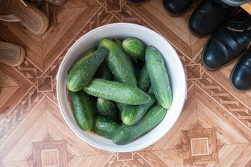 harvested cucumbers for storage