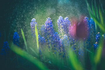 Muskari blue flowers and fresh green grass closeup view selective focus image.