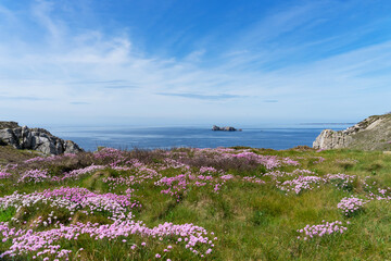 Au premier plan, un parterre d'arméries maritimes en fleurs s'étend devant la majestueuse mer...