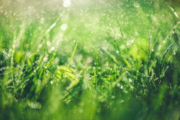 Grass with rain drops. Watering lawn. Rain. Blurred Grass Background