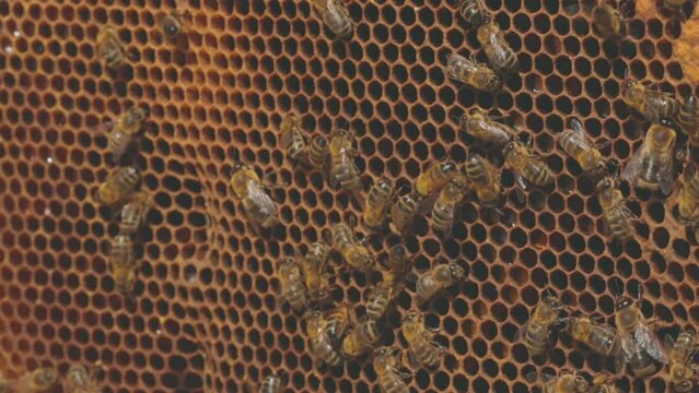 des abeilles produisant du miel 