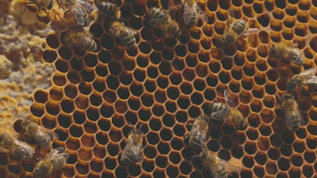 des abeilles en macro 