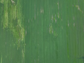 Aerial view of wheat, sunflower and canola fields. Big wide field view