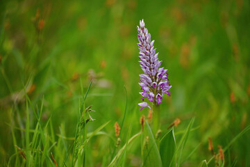 orchis flower in a field in spring