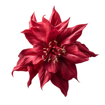 roselle isolated on transparent background