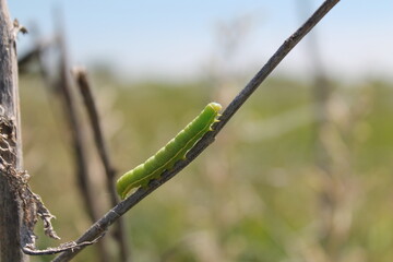 A green caterpillar on a branch