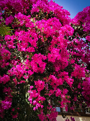 Obraz premium Big tree filled with pink flowers..Beautiful tree with flowers.Vivid color of flower.