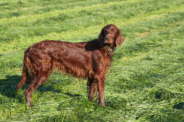 A magnificent, wet Irish Setter hunting dog stands amidst mown grass rows in the sunlight,...