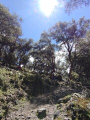 trees in the mountains