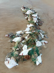 The senseless  death of a large number of flatfishes killed by an illegal fishnet