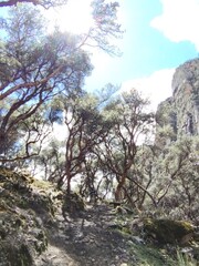 trees in the mountains