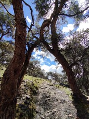 trees in the forest