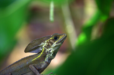 Male Striped Basilisk or Brown Basilisk (Basiliscus vittatus) in the rainforest of Costa Rica