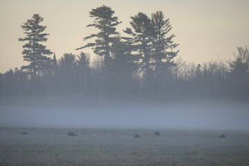 misty morning in the field with wild turkeys, morning mist over a forest