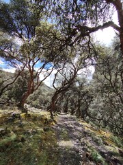 Fototapeta premium spring in the mountains