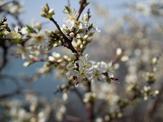 Spring day in a blooming garden by the sea.