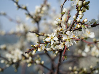 Spring day in a blooming garden by the sea.