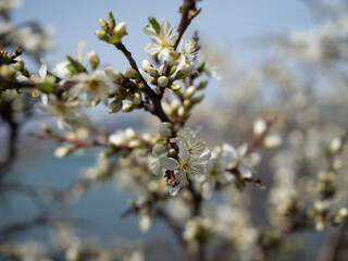 Spring day in a blooming garden by the sea.