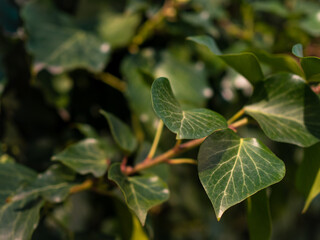 Spring day and bright green hedge. Background. .