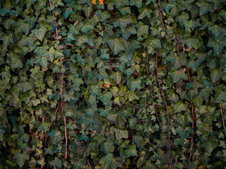 Spring day and bright green hedge. Background. .