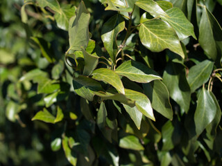 Obraz premium Spring day and bright green hedge. Background. .