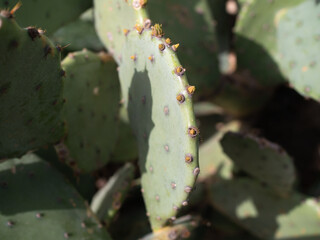 Old cactus under the bright rays of the sun.