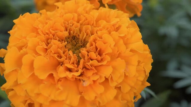 decorative orange marigold (Calendula) on the flowerbed.  macro footage
