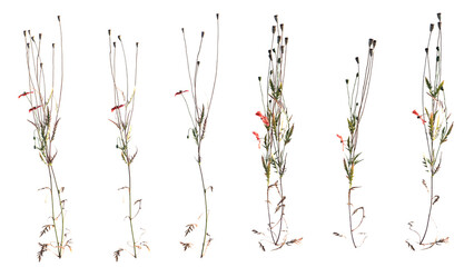 Papaver Rhoeas flower isolate