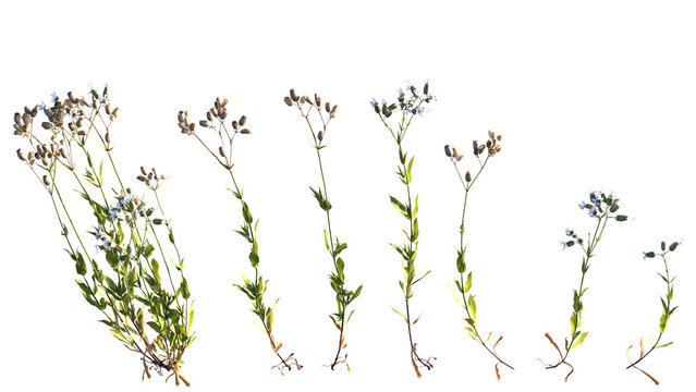 Silene Vulgaris on white background