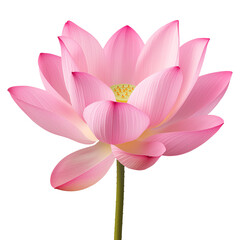 Lotus flower isolated on transparent background.