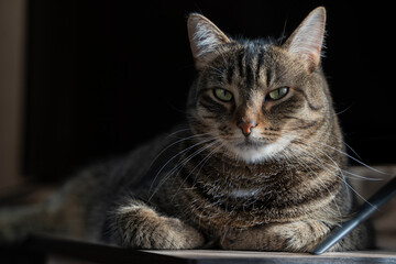 portrait of a  beautiful brown cat without a breed with a fluffy collar and green eyes. he looks at the camera., lies on the bedside table by the TV