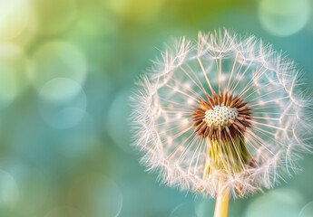 Fototapeta premium A dandelion is blowing in the wind, with its seeds scattered around it