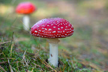 Amanita muscaria or “fly agaric“ is a red and white spotted poisonous Toadstool Mushroom taken in the natural forest background