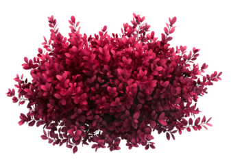 Burgundy shrub in the shape of an oval design isolated on transparent or white background