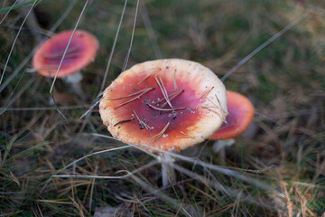 Amanita muscaria or “fly agaric“ is a red and white spotted poisonous Toadstool Mushroom taken in the natural forest background