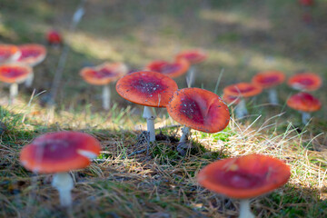 Red mushrooms in the forest. The group of Amanita Muscaria, poisonous mushrooms in autumn nature with daylight.