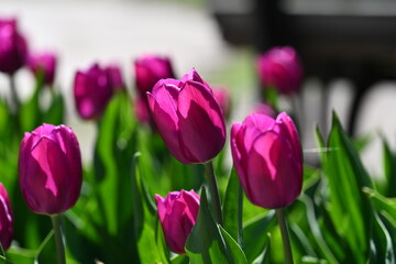 Fototapeta premium Vivid tulips in full bloom grace the landscape